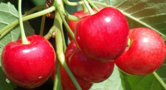 大樱桃采摘后,如何加强管理让来年丰产稳产? 大樱桃采摘后,如何加强管理让来年丰产稳产?