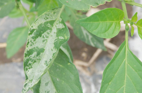 辣椒病毒病如何防? 辣椒病毒病如何防?